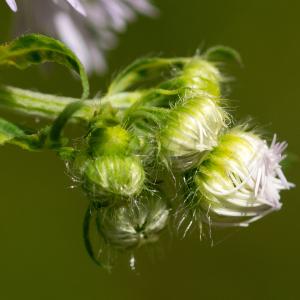 Photographie n°187976 du taxon Erigeron annuus (L.) Desf. [1804]