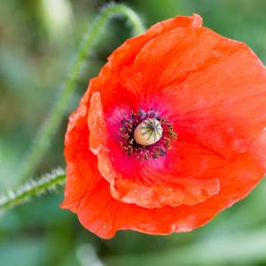 Photographie n°188001 du taxon Papaver rhoeas L.