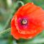  Jean-Jacques Houdré - Papaver rhoeas L.