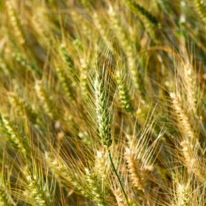 Triticum vulgare subsp. hybernum (L.) Arcang. (Blé)