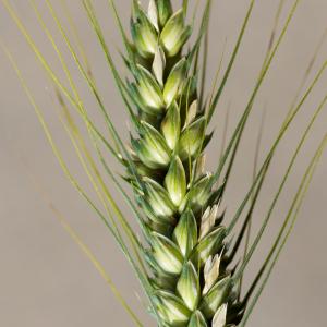 Photographie n°188007 du taxon Triticum aestivum L. [1753]