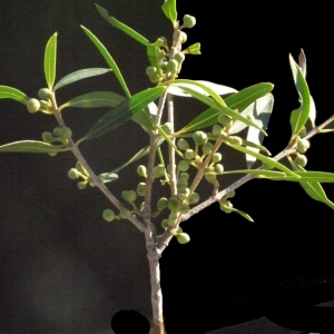Photographie n°188017 du taxon Phillyrea angustifolia L. [1753]