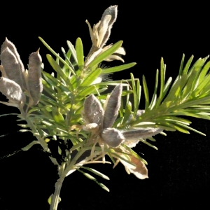 Photographie n°188030 du taxon Genista linifolia L. [1762]