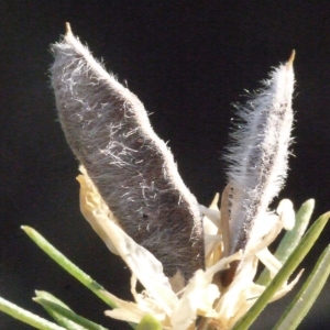  - Genista linifolia L. [1762]