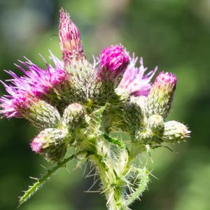 Photographie n°188039 du taxon Cirsium palustre (L.) Scop. [1772]