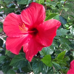 Photographie n°188051 du taxon Hibiscus rosa-sinensis L. [1753]