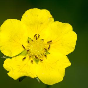 Tormentilla reptans (L.) Stokes (Potentille rampante)