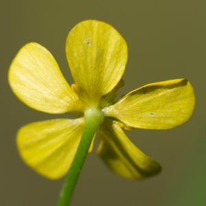 Photographie n°188062 du taxon Ranunculus flammula L. [1753]