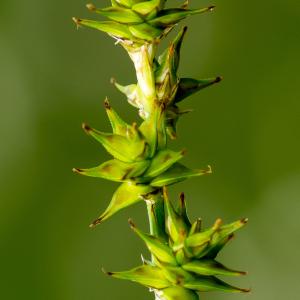  - Carex echinata Desf. [1799]