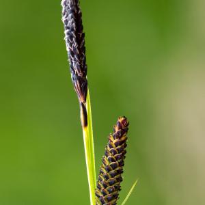 Photographie n°188071 du taxon Carex nigra (L.) Reichard [1778]