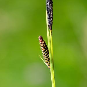 Photographie n°188072 du taxon Carex nigra (L.) Reichard [1778]