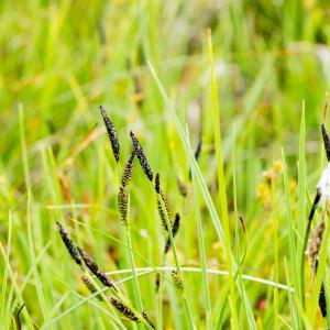 Photographie n°188073 du taxon Carex nigra (L.) Reichard [1778]