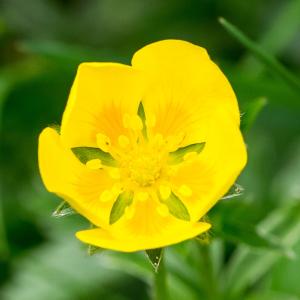 Potentilla minima Clairv. (Potentille dorée)