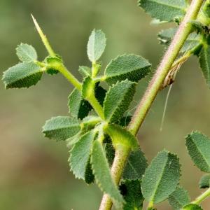 Photographie n°188133 du taxon Ononis spinosa L.