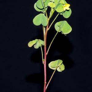 Photographie n°188134 du taxon Oxalis fontana Bunge [1835]