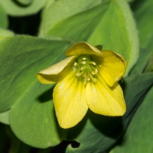 Photographie n°188137 du taxon Oxalis fontana Bunge [1835]