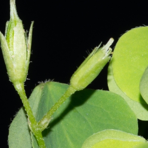 Photographie n°188138 du taxon Oxalis fontana Bunge [1835]