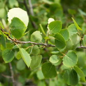 Photographie n°188139 du taxon Populus tremula L. [1753]