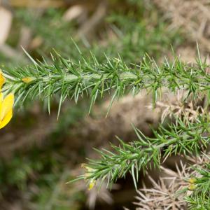 Photographie n°188166 du taxon Ulex minor Roth [1797]