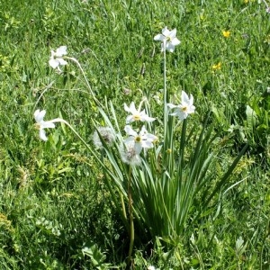  - Narcissus poeticus subsp. radiiflorus (Salisb.) Baker [1888]