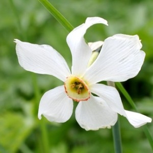 Narcissus poeticus proles radiiflorus (Salisb.) Rouy (Narcisse à fleurs rayonnantes)