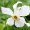  Christine LERAT - Narcissus poeticus subsp. radiiflorus (Salisb.) Baker [1888]