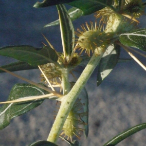 Photographie n°188183 du taxon Xanthium spinosum L. [1753]