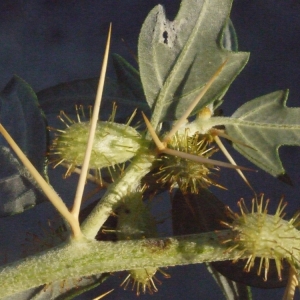 Photographie n°188185 du taxon Xanthium spinosum L. [1753]