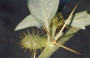Liliane Roubaudi, le 20 septembre 2013 (Gruissan (île Saint Martin))