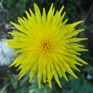 Sonchus repens Bubani (Laiteron des champs)