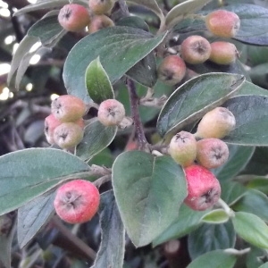 Photographie n°188204 du taxon Cotoneaster franchetii Bois [1902]