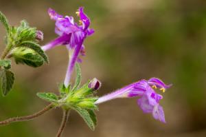 Jean-Jacques Houdré, le 28 août 2013 (Chambles)