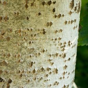 Photographie n°188249 du taxon Populus tremula L. [1753]