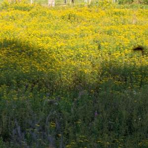 Photographie n°188251 du taxon Tanacetum vulgare L. [1753]