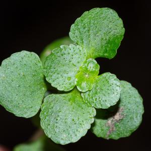 Photographie n°188254 du taxon Chrysosplenium oppositifolium L. [1753]