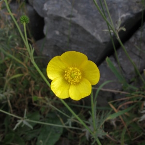 Ranunculus sp.