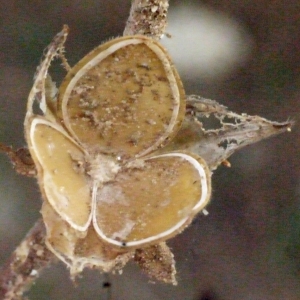 Photographie n°188260 du taxon Helianthemum ledifolium (L.) Mill. [1768]