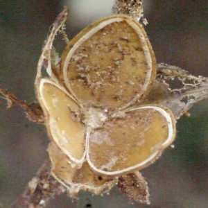 Photographie n°188261 du taxon Helianthemum ledifolium (L.) Mill. [1768]