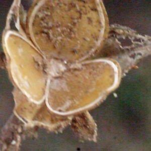 Photographie n°188262 du taxon Helianthemum ledifolium (L.) Mill. [1768]