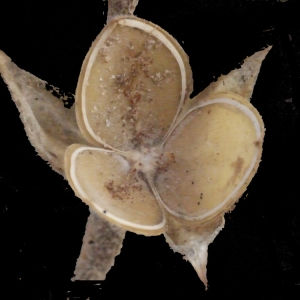 Photographie n°188263 du taxon Helianthemum ledifolium (L.) Mill. [1768]