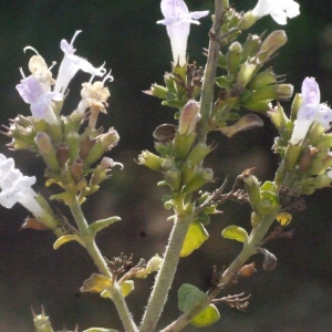  - Clinopodium nepeta (L.) Kuntze [1891]