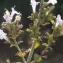  Liliane Roubaudi - Clinopodium nepeta (L.) Kuntze [1891]