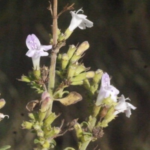 Photographie n°188283 du taxon Clinopodium nepeta (L.) Kuntze [1891]