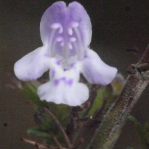 Photographie n°188285 du taxon Clinopodium nepeta (L.) Kuntze [1891]