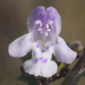 Clinopodium nepeta (L.) Kuntze (Calament faux népéta)