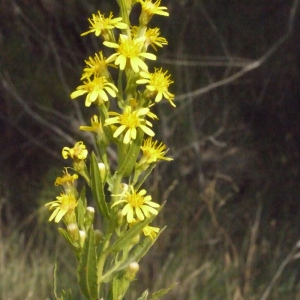 Photographie n°188290 du taxon Dittrichia viscosa (L.) Greuter [1973]