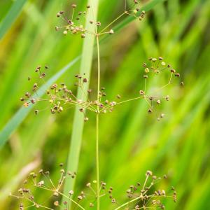 Photographie n°188298 du taxon Alisma plantago-aquatica L. [1753]