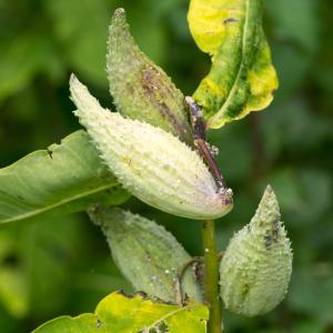  - Asclepias syriaca L. [1753]