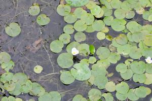 Jean-Jacques Houdré, le  8 septembre 2013 (Le Péage-de-Roussillon (Ile de la Platière))