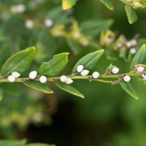 Photographie n°188314 du taxon Lithospermum officinale L. [1753]